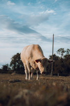 White cow alone in a farm field grazing, cattle