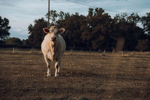 White cow alone in a farm field, cattle photo