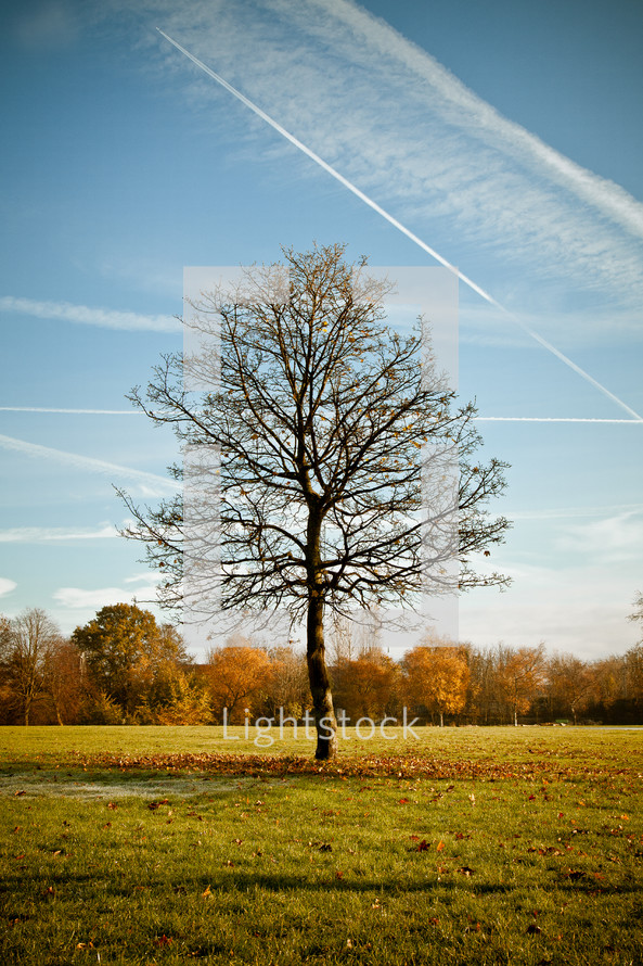 isolated tree in a field - fall 