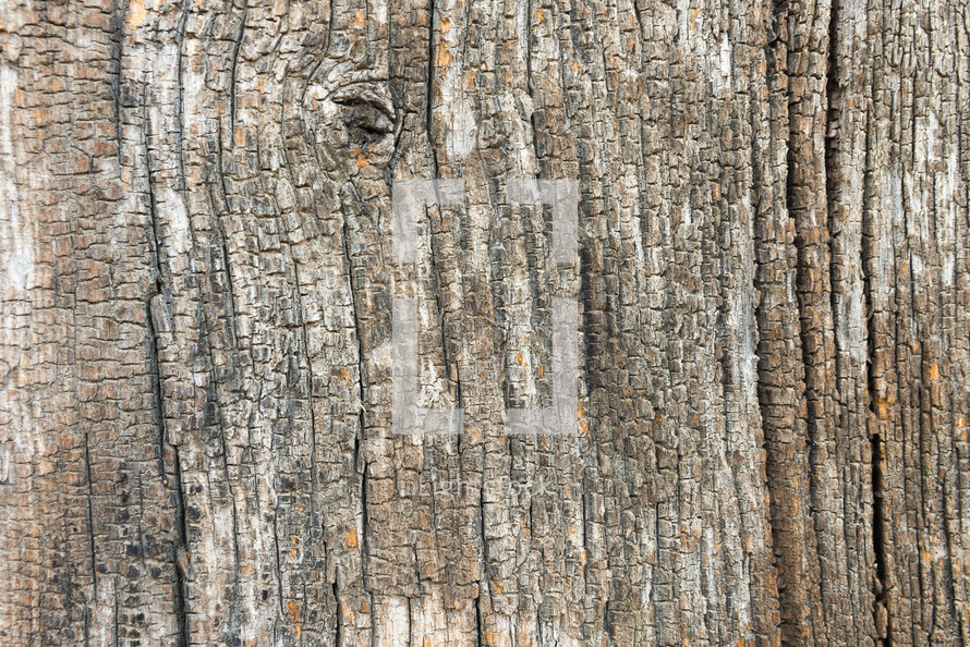 Old Wood Tree Texture Background
