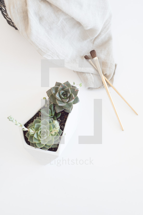 house plant and paint brushes on linen 