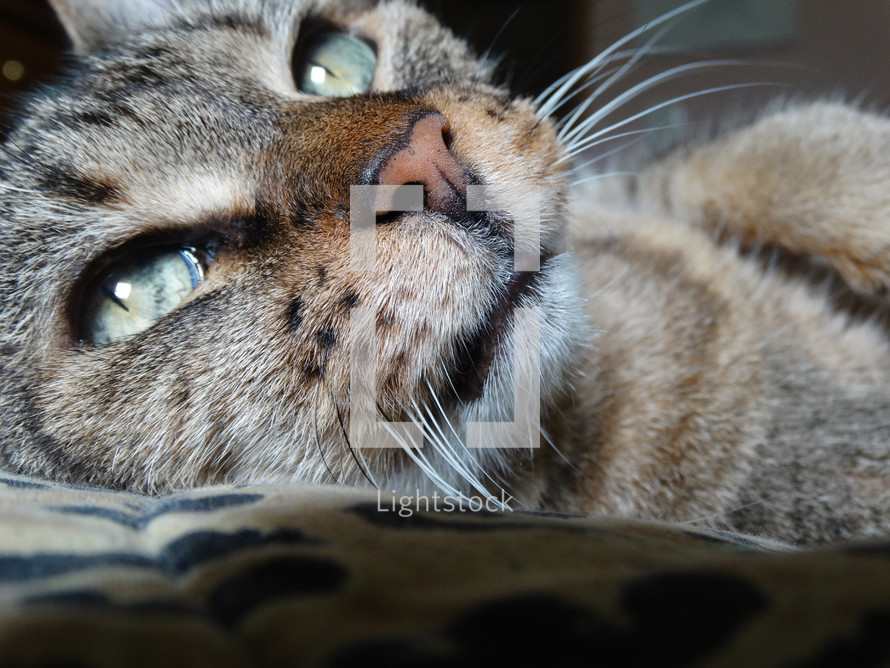 Close up of face of brown tabby cat with green eyes looking towards light