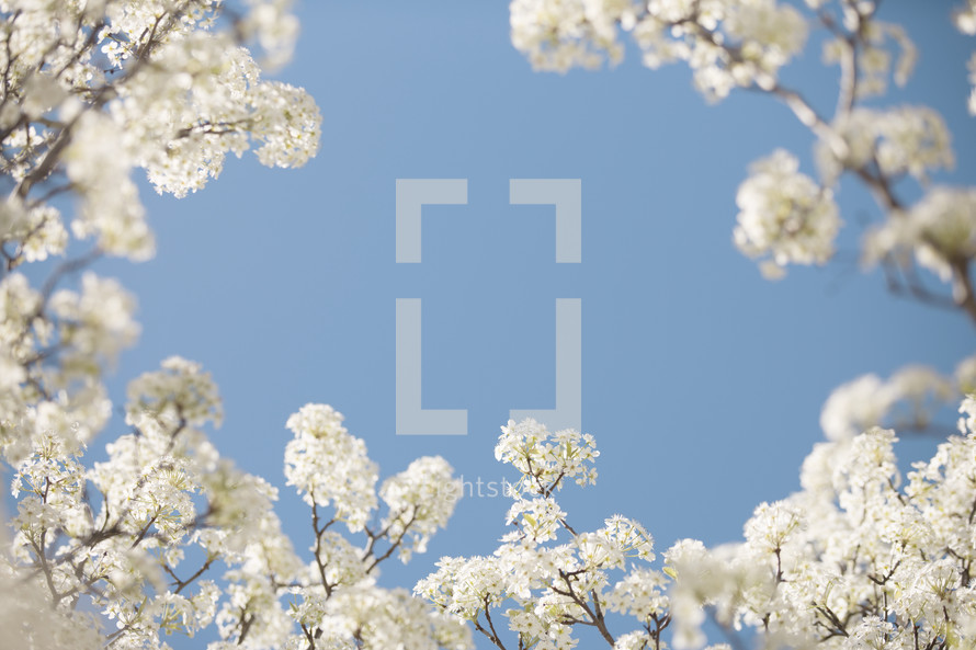 white spring blossoms 