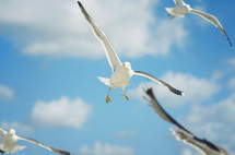 Seagulls and white clouds