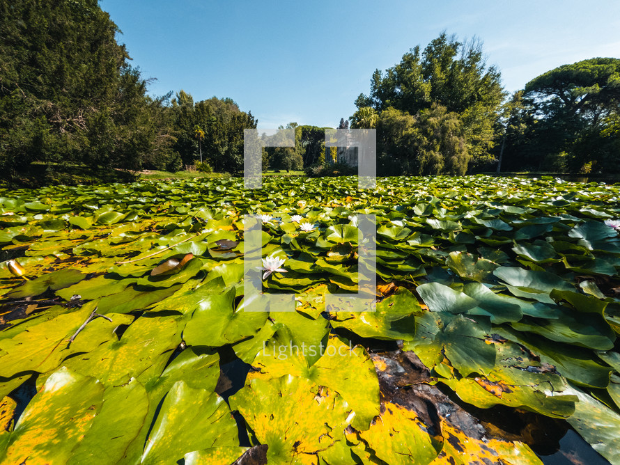 Water lilies in the park of the Royal Palace of Caserta