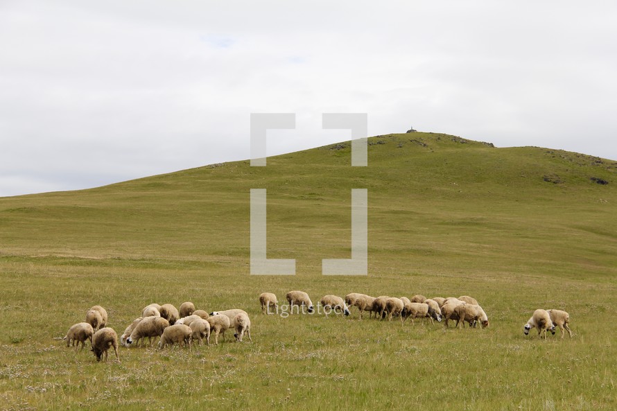 flock of sheep grazing on a hill 
