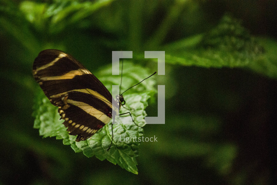 Butterfly on a leaf.