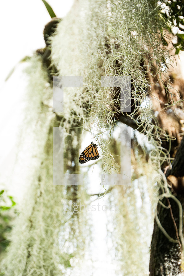 Butterfly on tree moss.