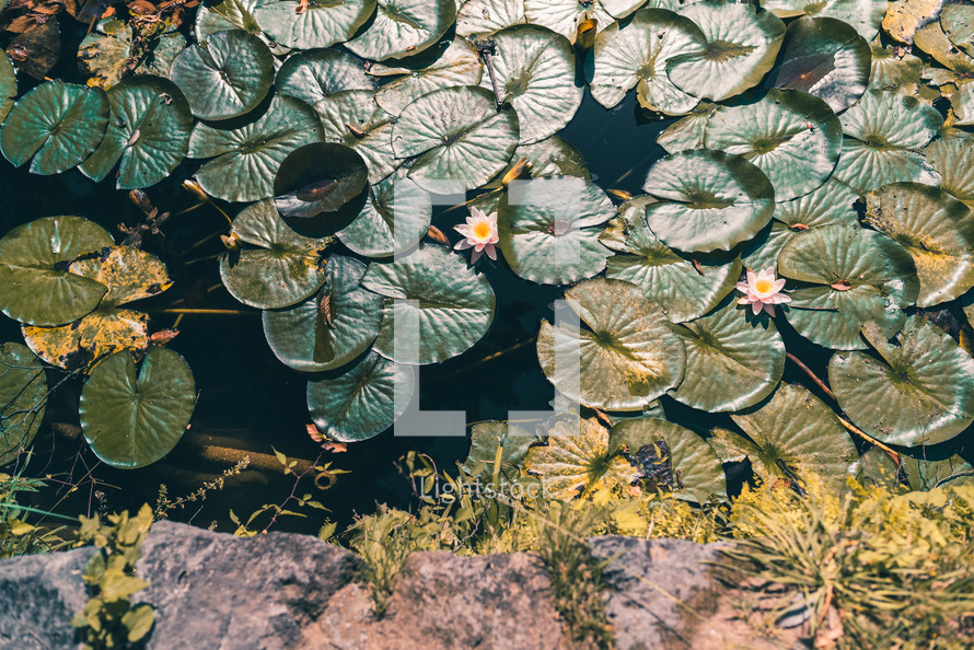 Pink water lily flowers floating on a pond