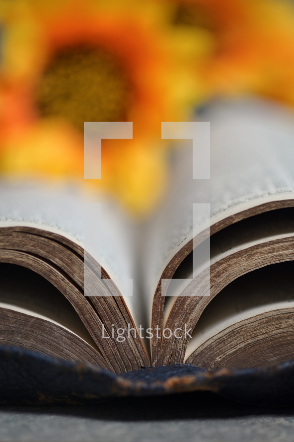 Open Holy Bible and Sunflowers on Stone Table Background