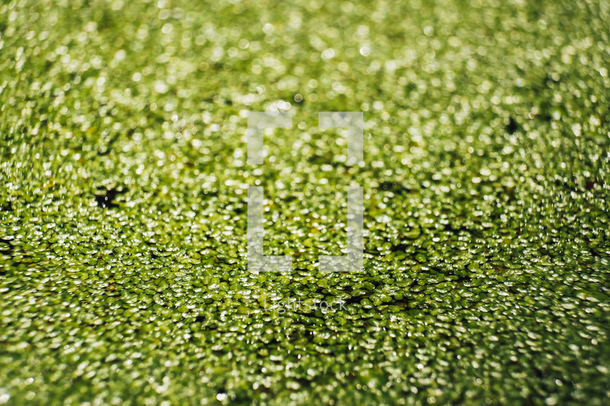 green duck weed on a pond 