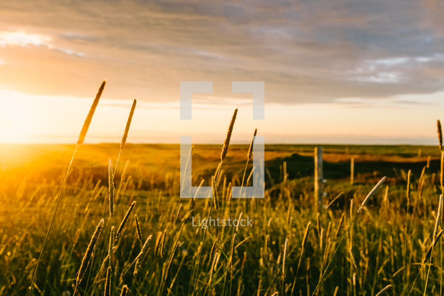 tall grasses in field at sunset 
