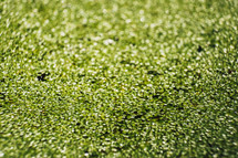 green duck weed on a pond 