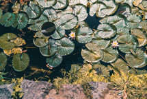 Pink water lily flowers floating on a pond