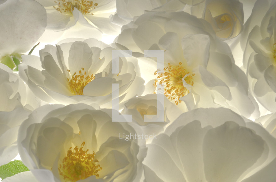 Closeup Fresh Wild White Roses on White Background