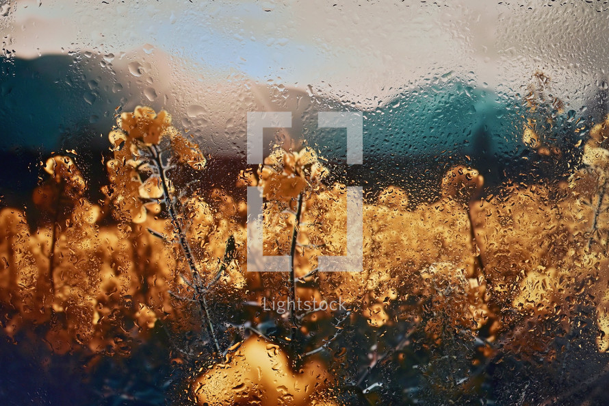 Abstract Yellow Rapeseed Field Behind Glass Window With Rain Drops