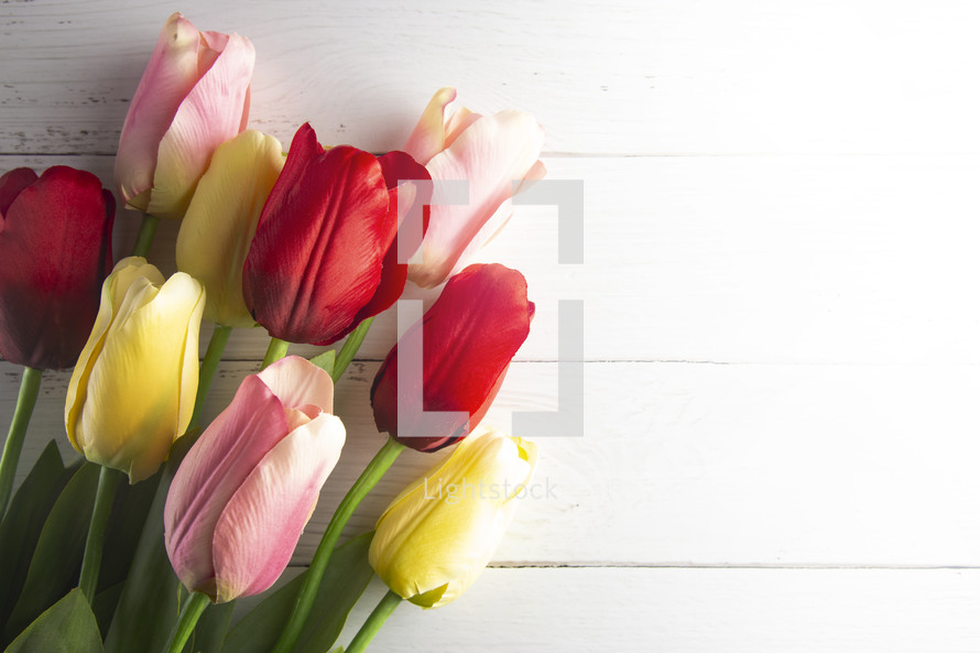 tulips on a white wood background 