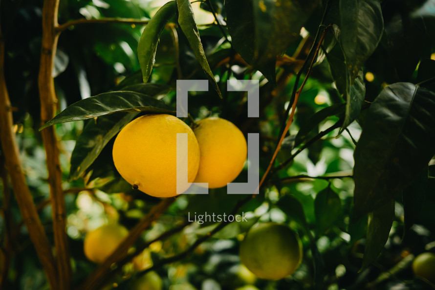 Beautiful ripe yellow lemons on tree in garden. Appetizing citrus fruits. High quality photo