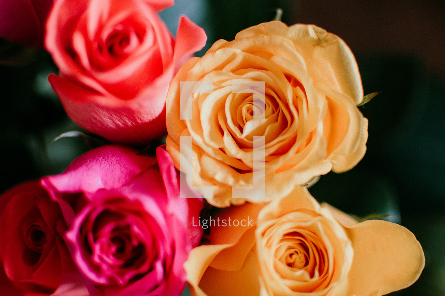 yellow, pink, and orange roses 