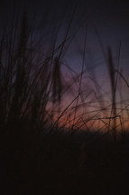silhouettes of tall grasses at sunset 