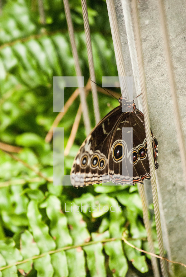 Butterfly on string in a garden of plants.