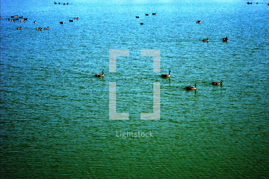 Canada geese on a deep blue-green lake.