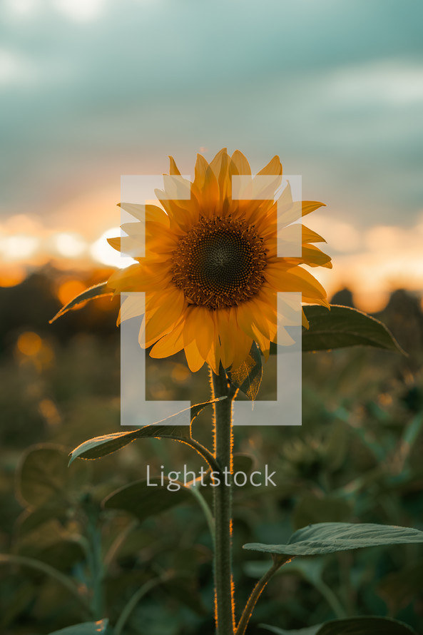 Sunflower in a field at sunset