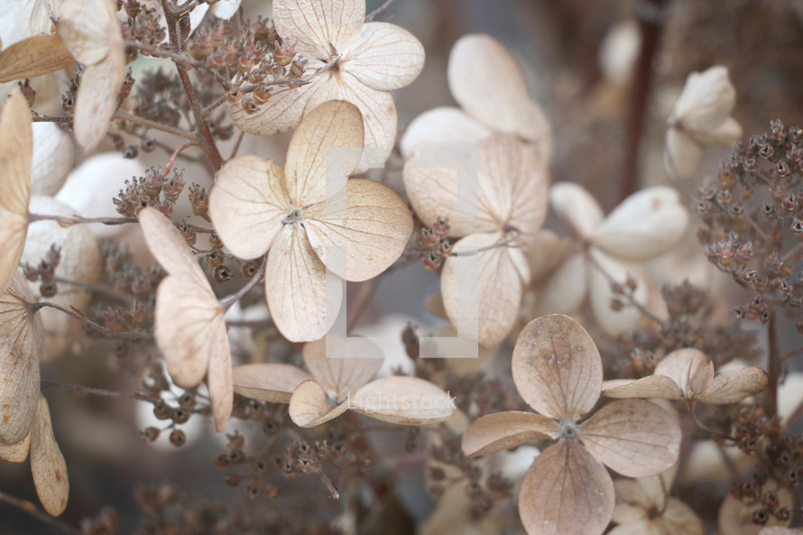 dried brown flowers 