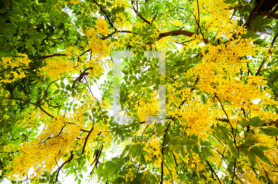 yellow flowers in a tree top 