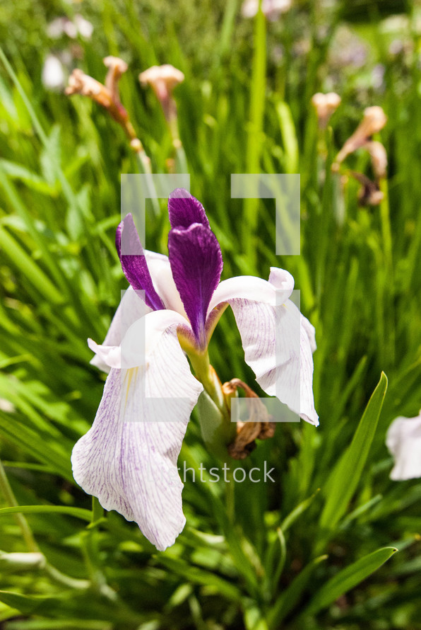Wild iris flowers in a field.