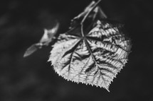 leaf in black and white 