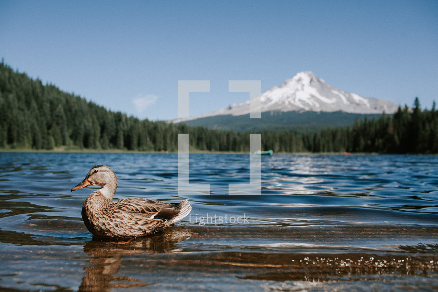 duck on a mountain lake 