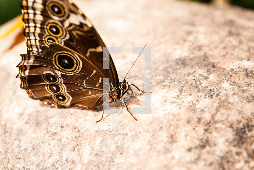 Butterfly on a rock.