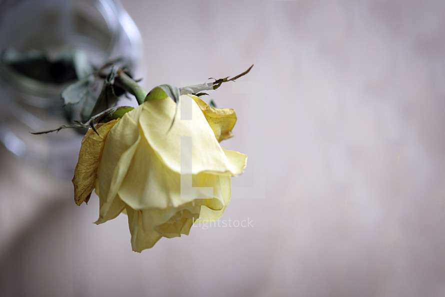 wilting yellow rose 