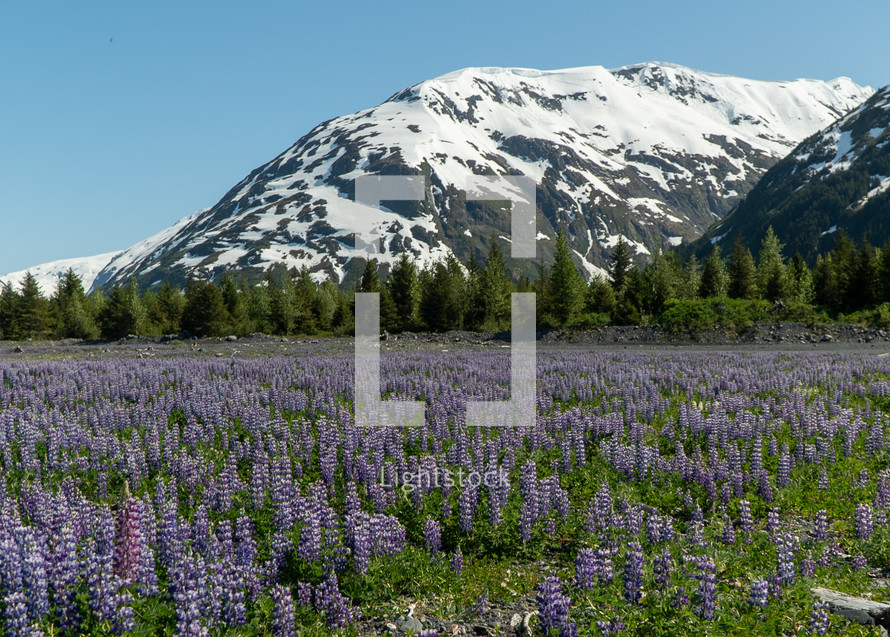 Field of Purple Flowers in Alaska