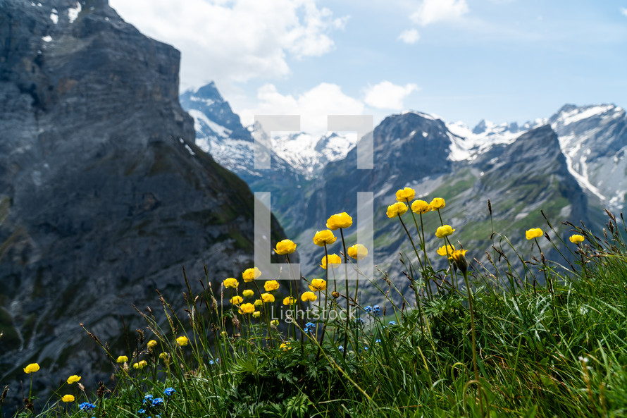 Switzerland Alpine Meadow Landscape with Yellow Flowers