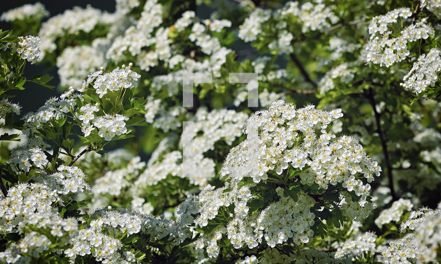 Hawthorn, Crataegus Monogyna In Spring. White Inflorescences 