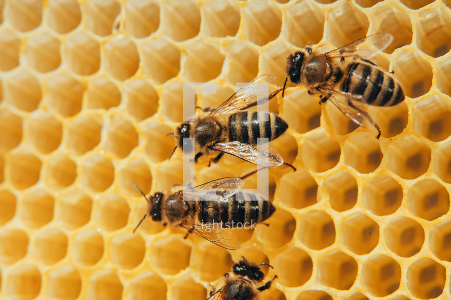 Bees swarming on honeycomb, extreme macro footage. Insects working in wooden beehive, collecting nectar from pollen of flower, create sweet honey. Concept of apiculture, collective work.
