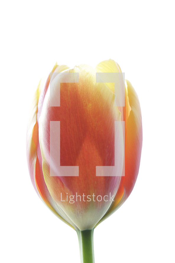 tulip against a white background 