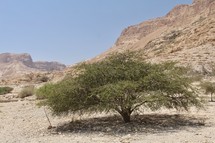 Thorn tree in desert landscape 