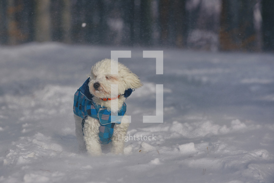 Maltese dog sitting in snowstorm in forest