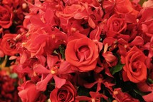 Red roses background 