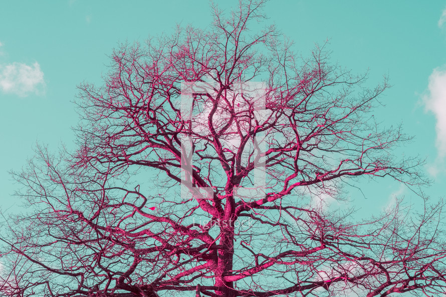 pink tree branches 