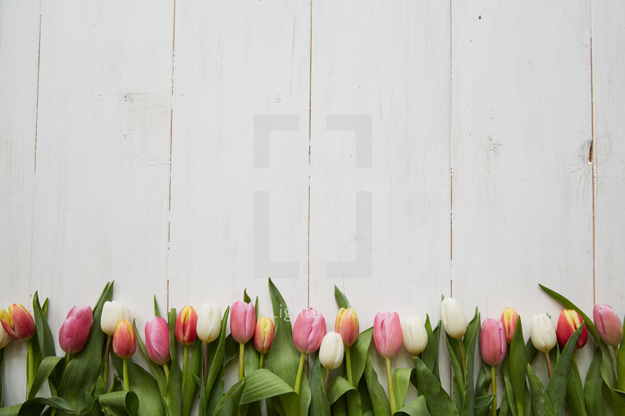 border of spring tulips on white wood boards 