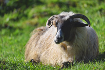 sheep lying in grass