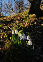 First spring flowers, snowdrops in romania forest