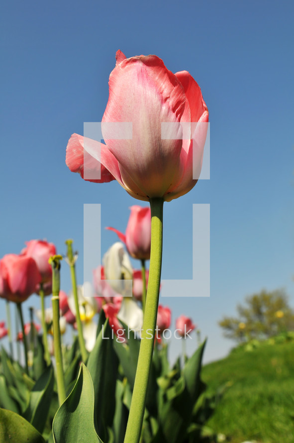 Blooming tulips.