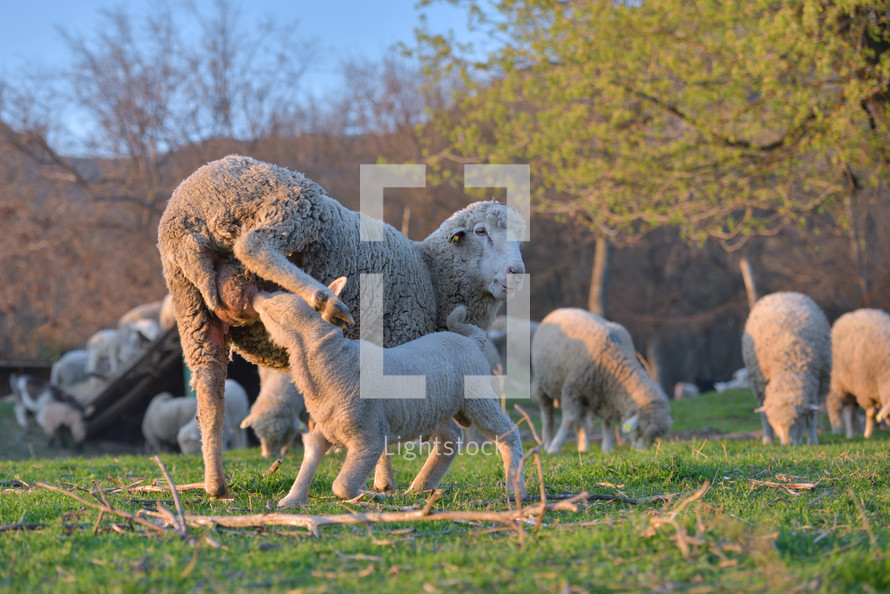sheep in a pasture 