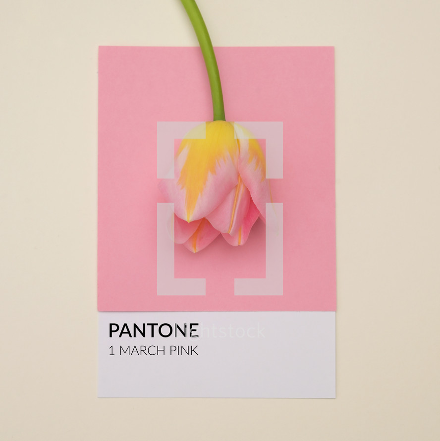 Abstract 1 March Pantone Pink Cardboard With Tulip. 