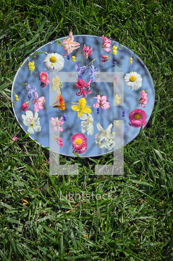 Spring Seasonal Flowers On Mirror. Grass Background And Blue sky Reflected in Mirror